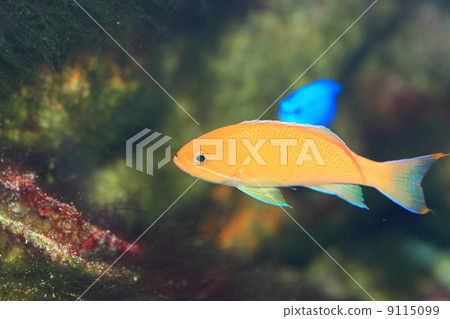 Madder eggplant 9115099