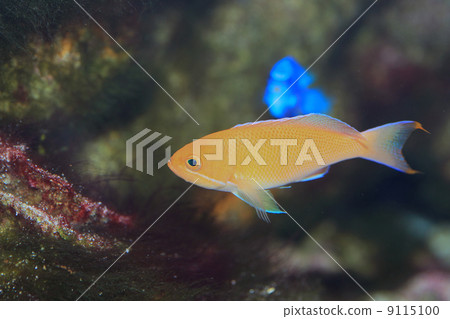 Madder eggplant 9115100