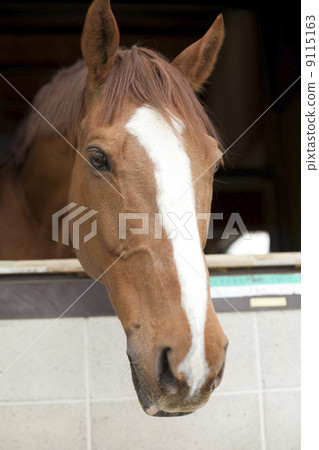 棕色頭髮馬 棕色頭髮馬 9115163
