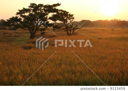 Golden rice field on morning in thailand 9115459