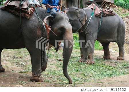 elephant 9115532