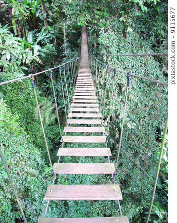 rope bridge on high forest tree , Chiang Mai, Thailand 9115677