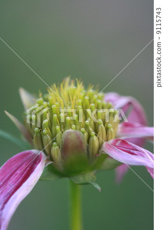 macro flower pollen 9115743