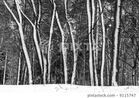 Snow on trees in winter forest. 9115747