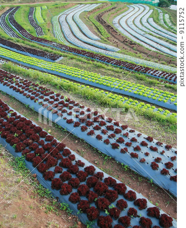 lettuce garden lettuce garden 9115752