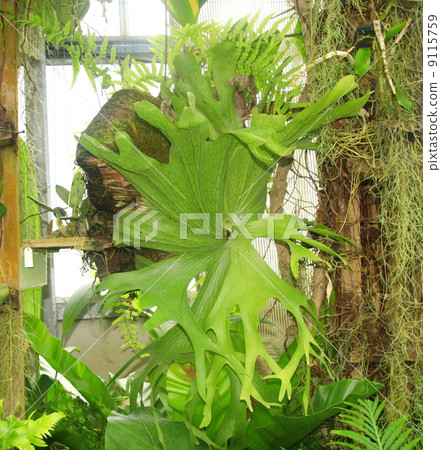 Platycerium coronarium fern 9115759