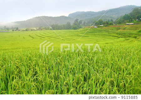 paddy field in Thailand 9115885