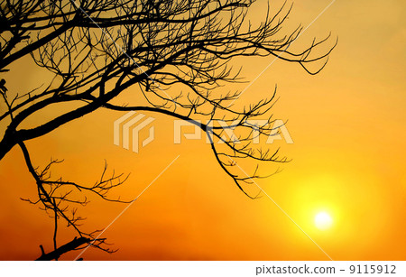 Sunset with tree stick silhouette Sunset with tree stick silhouette 9115912