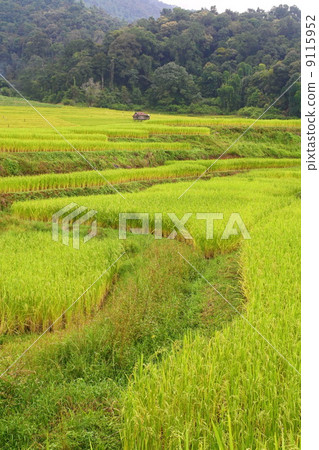 terraced paddy fields, Chaing Mai,Thailand terraced paddy fields, Chaing Mai,Thailand 9115952