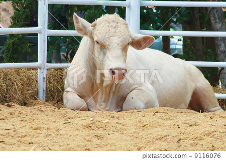 Charolais cow Charolais cow 9116076
