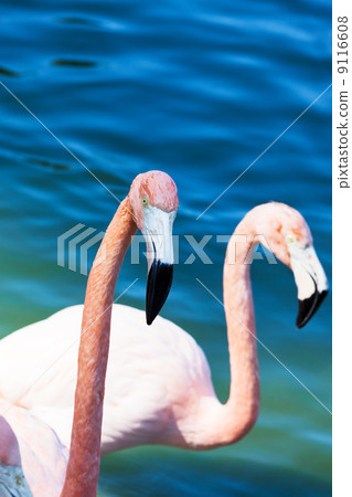 flamingo head 9116608