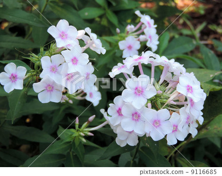 Oyanthoe /昭和紀念公園 9116685