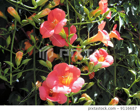 Nozen Kazura / Hachioji 9116687