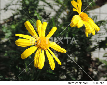 Lilyop's Daisy / Hachioji Lilyop's Daisy / Hachioji 9116764