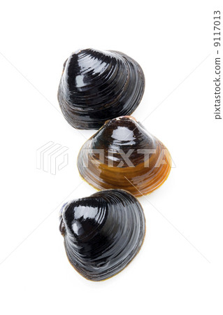 Yamato Shigeru Yamato Shigeru 9117013