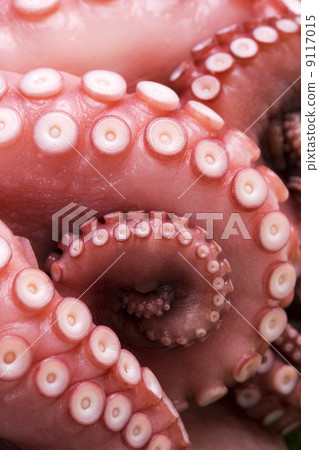 Boiled octopus 9117015