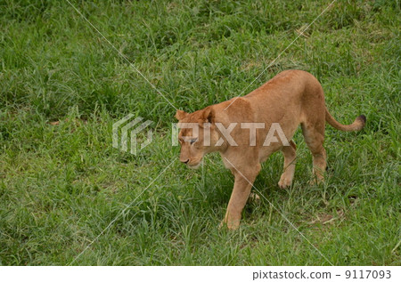 Female lion Female lion 9117093