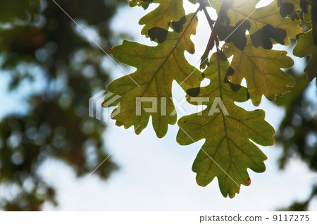 Bright Oak Leaves 9117275