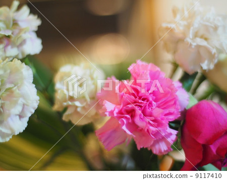 Carnation Carnation 9117410