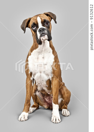 german boxer 9132612
