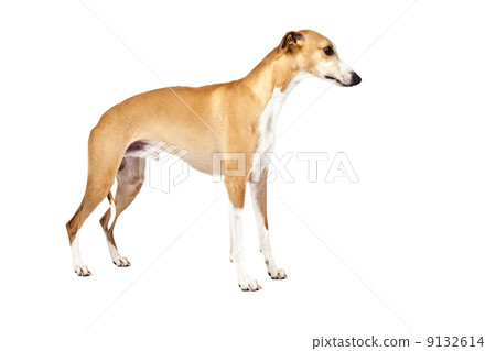 whippet 9132614