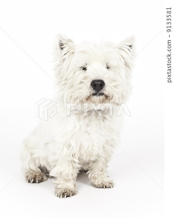white Terrier 9133581