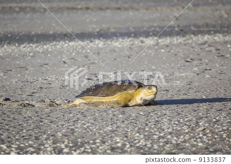 turtle at the beach 9133837