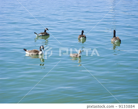 canadian geese 9133884