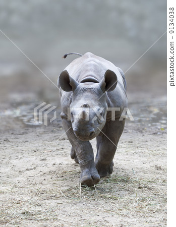 young rhino young rhino 9134038
