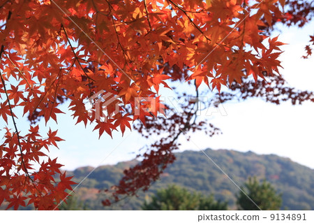 Autumn leaves and Uji mountain 9134891