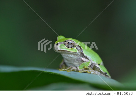 Rain frog resting on the leaves 9135083