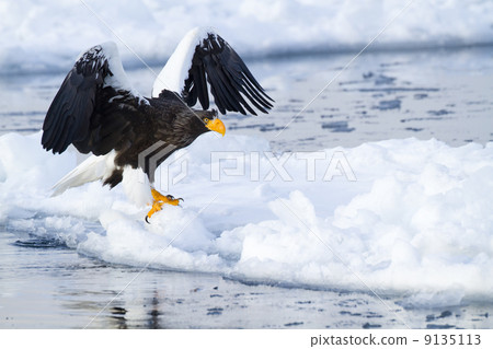Steller's sea eagle icing 9135113