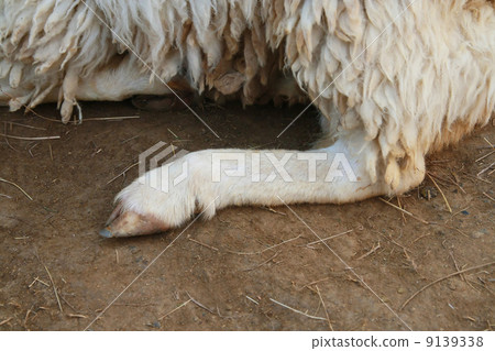 sheep leg sheep leg 9139338
