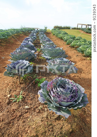 cabbage farmland 9139343