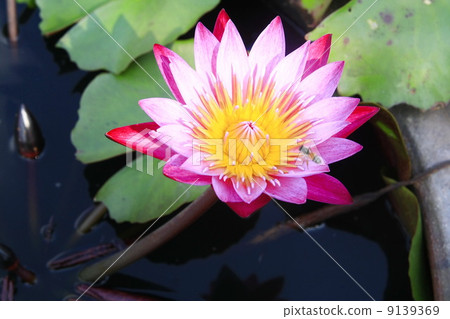 White pink lotus White pink lotus 9139369