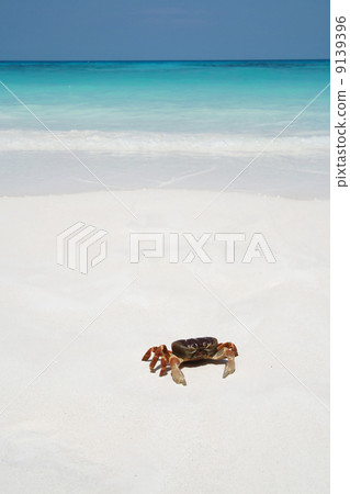 Crab on beach, Thailand Crab on beach, Thailand 9139396