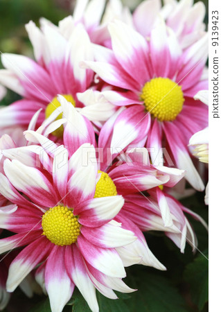 fresh pink flower 9139423