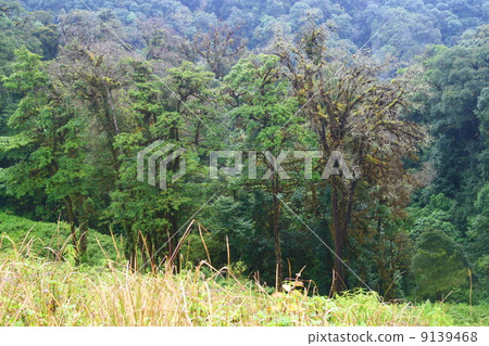 forest, Intanon mountain , Thailand 9139468