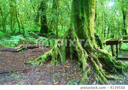 Big tree in deep forest, Intanon mountain in Chiang Mai, Thailan 9139588