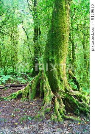 Big tree in deep forest, Intanon mountain in Chiang Mai, Thailan 9139650