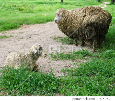 lamb and sheep lamb and sheep 9139670