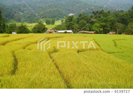 Terraced rice fields view, Thailand Terraced rice fields view, Thailand 9139727