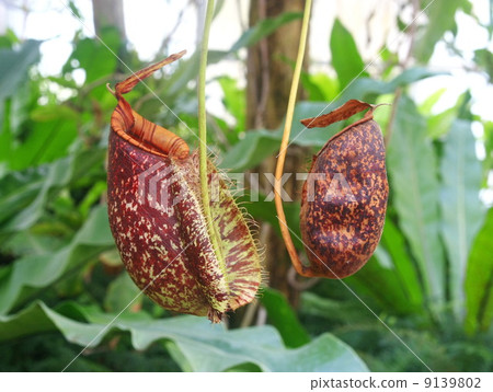 Red Nepenthes Red Nepenthes 9139802