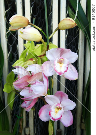 Beautiful white pink orchid (cymbidium) Beautiful white pink orchid (cymbidium) 9140007