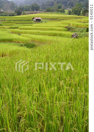 Step paddy field, Chiang Mai, Thailand 9140011