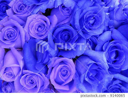 blue roses background 9140065