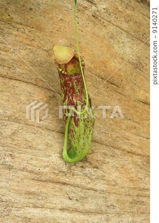 Green nepenthes 9140271