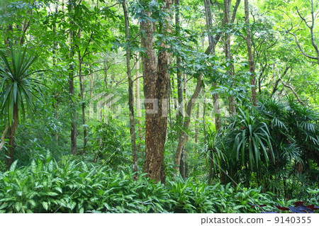 deep forest in Chiang Mai ,Thailand deep forest in Chiang Mai ,Thailand 9140355