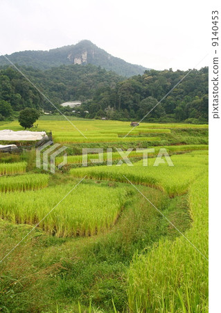 Step paddy field, Thailand 9140453