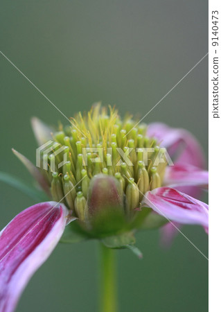 macro flower pollen macro flower pollen 9140473